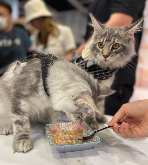 營養凍乾小食